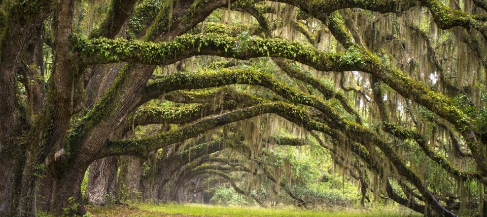 Spanish moss South Carolina