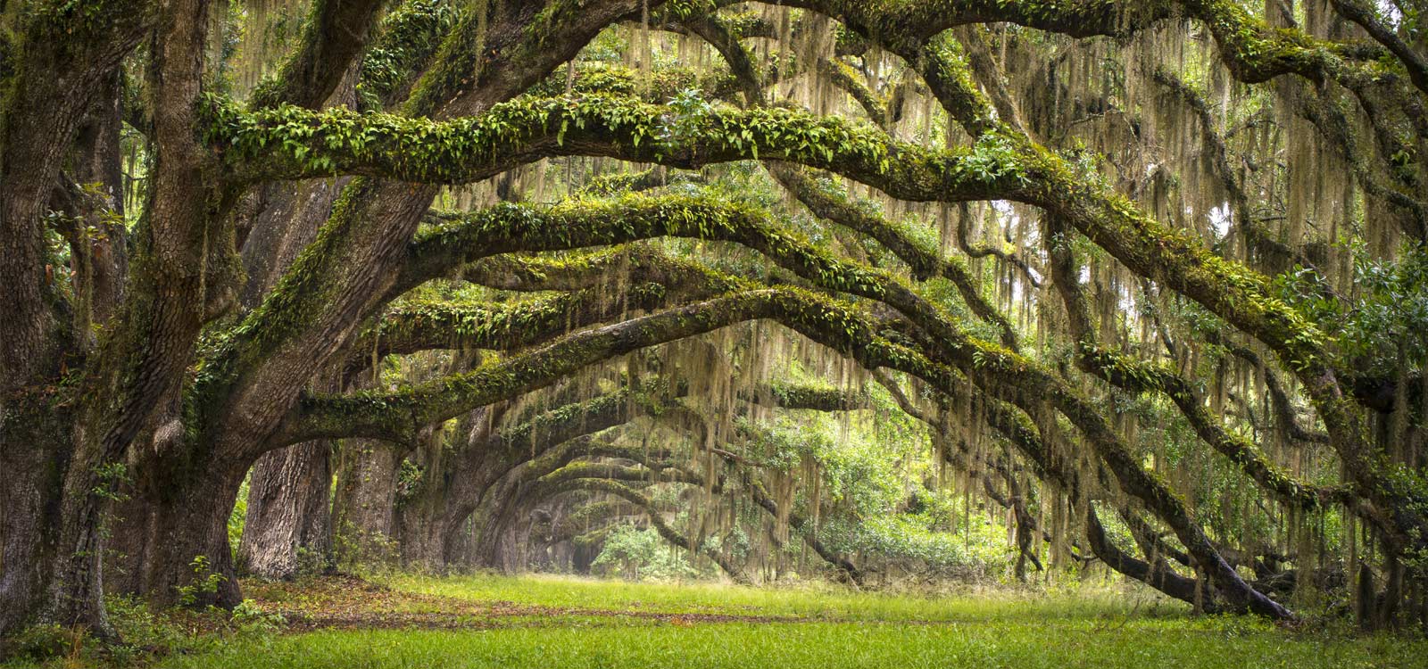 Spanish moss South Carolina